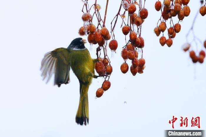 つらら下がり実が鈴なりのセンダンに鳥(niǎo)が戯れる絵のような世界　安徽省祁門(mén)