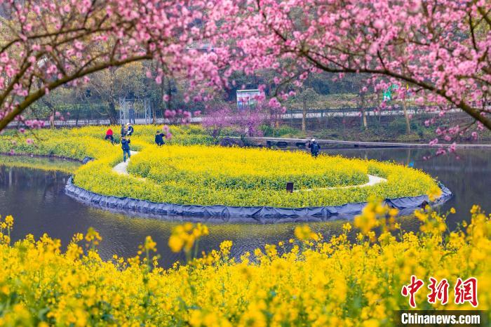 菜の花と美人梅の花咲く春景色　重慶巴南