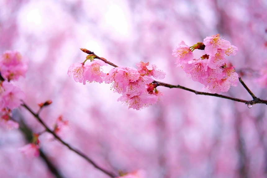花見客を迎える満開の桜　江西省武寧