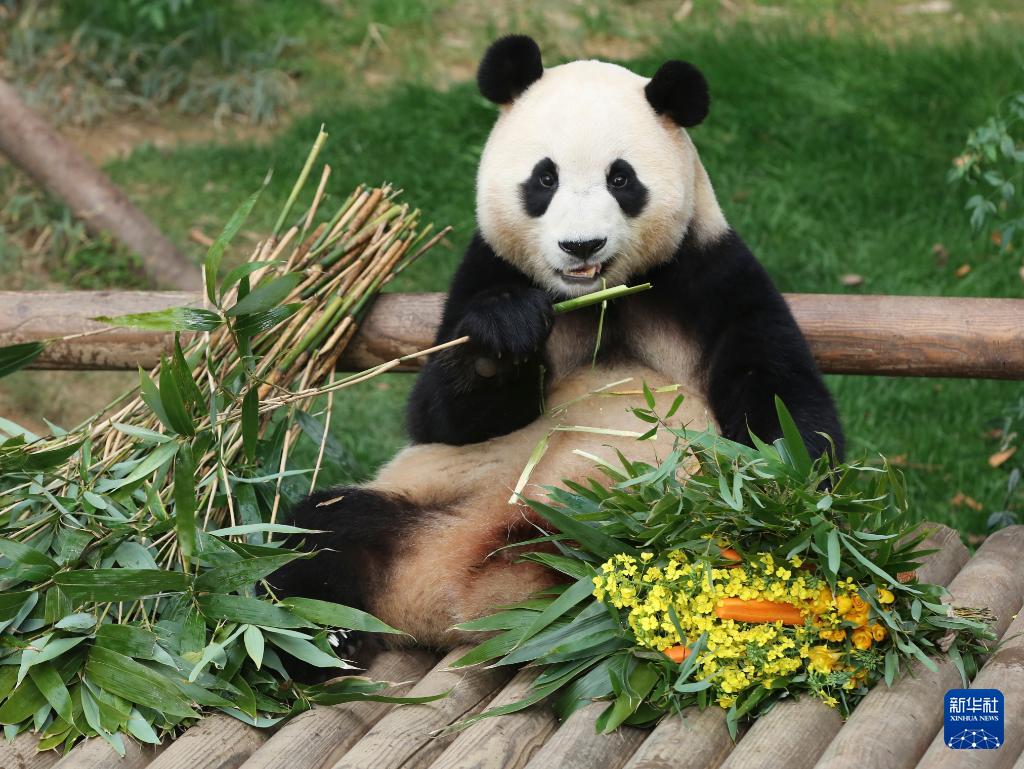 パンダ「福寶」とのお?jiǎng)eれに早朝から列に並ぶ市民　韓國