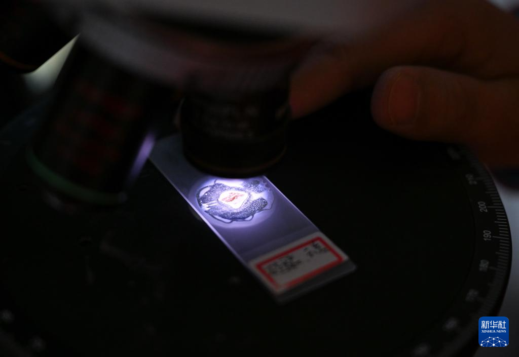 3日、「深地塔科1井」で、顕微鏡を使い地底の奧深くから採取された巖屑を研究する科學(xué)研究者。撮影?李響