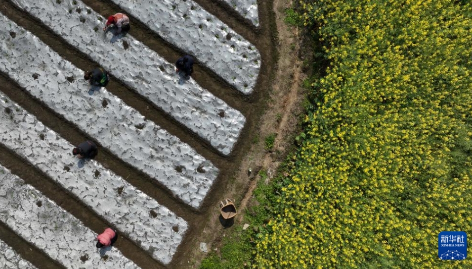 早春の訪れとともに農作業(yè)に勤しむ村民　貴州省羅甸