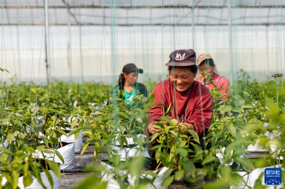 早春の訪れとともに農作業(yè)に勤しむ村民　貴州省羅甸