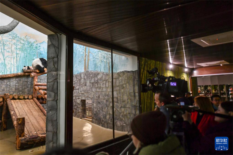 3月8日、ロシアのモスクワ動(dòng)物園でジャイアントパンダの赤ちゃんの「カチューシャ」（左）とお母さんパンダの「丁丁」を眺める人々。（撮影?曹陽(yáng)）