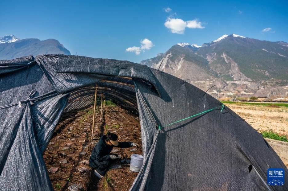 農(nóng)家の所得増に寄與するアミガサタケ産業(yè)　雲(yún)南省香格里拉