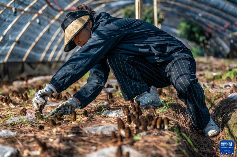 農(nóng)家の所得増に寄與するアミガサタケ産業(yè)　雲(yún)南省香格里拉