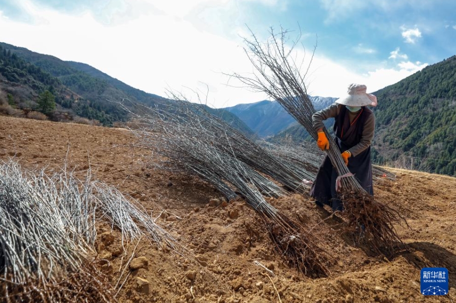 農(nóng)村振興をサポートする雪國(guó)の「ルビー」とは？