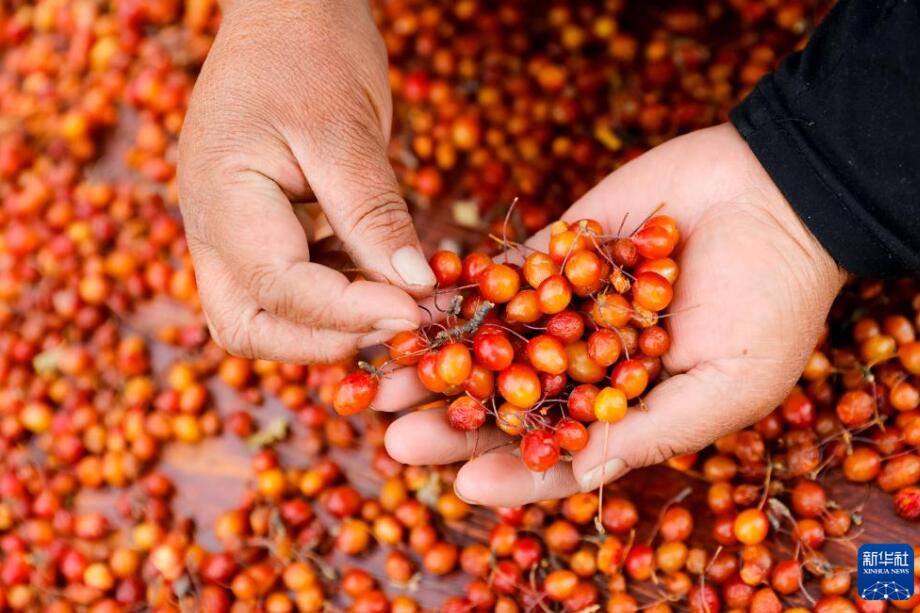 農(nóng)村振興をサポートする雪國の「ルビー」とは？