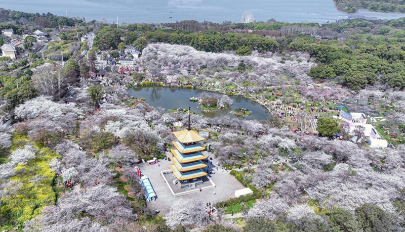 2023年に撮影された桜が満開を迎えた時期の東湖桜花園の様子。