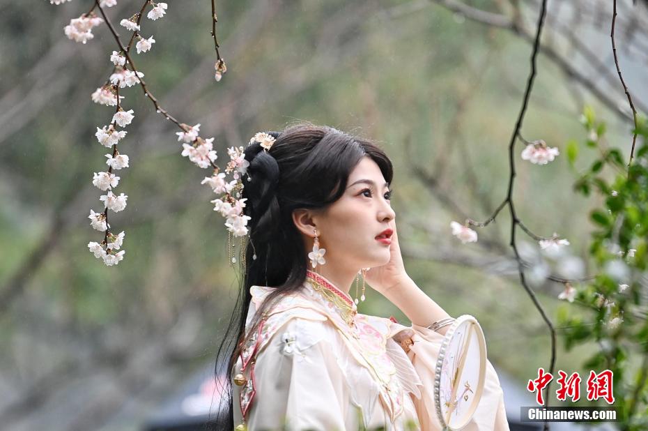 望月公園で漢服姿で桜を楽しむ園遊會　湖南省