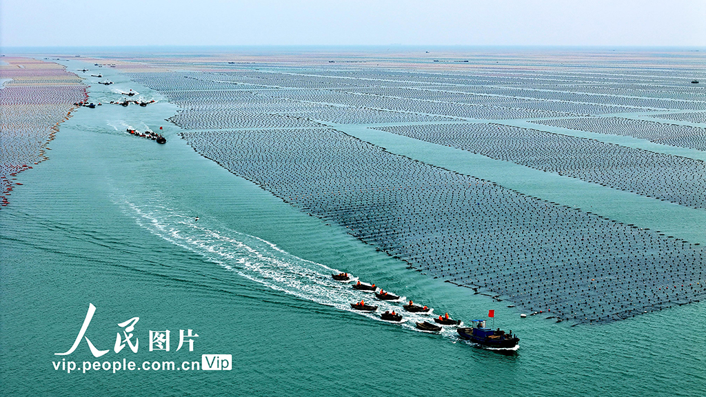 山東省栄成市愛倫灣海洋牧場養(yǎng)殖エリア（撮影?楊志禮/寫真著作権は人民図片が所有のため転載禁止）。