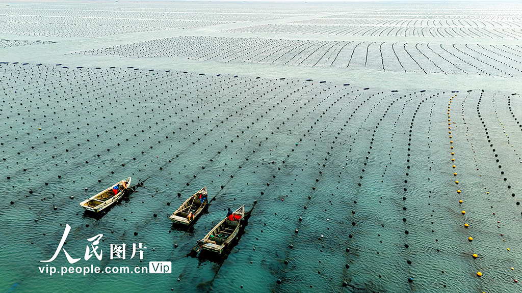 海洋牧場(chǎng)での「春の耕作」　山東省栄成