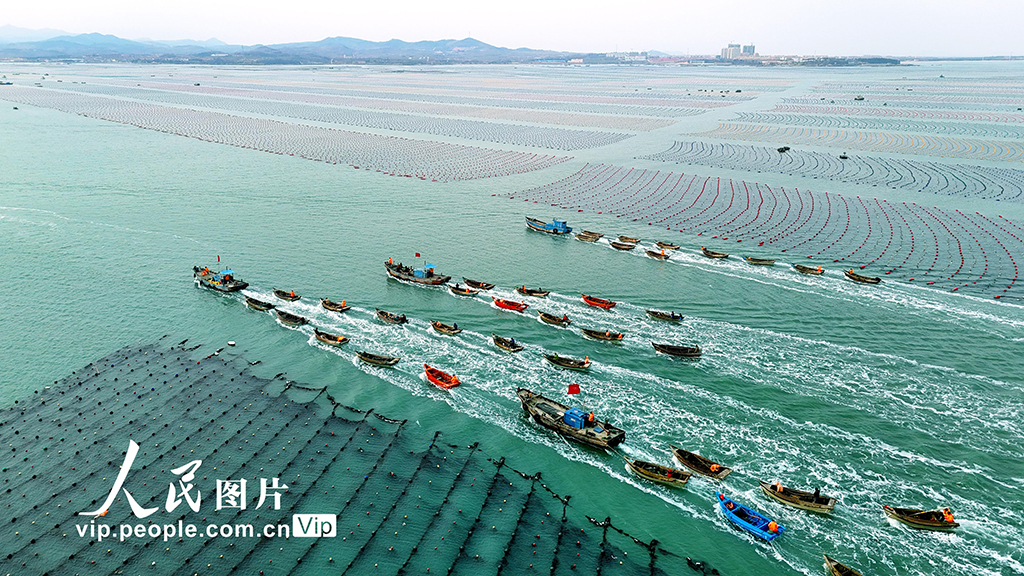 海洋牧場での「春の耕作」　山東省栄成