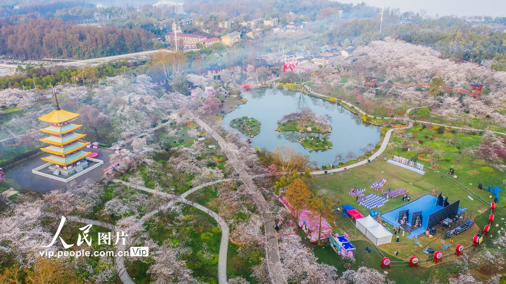 満開(kāi)を迎えた東湖の桜　湖北省武漢