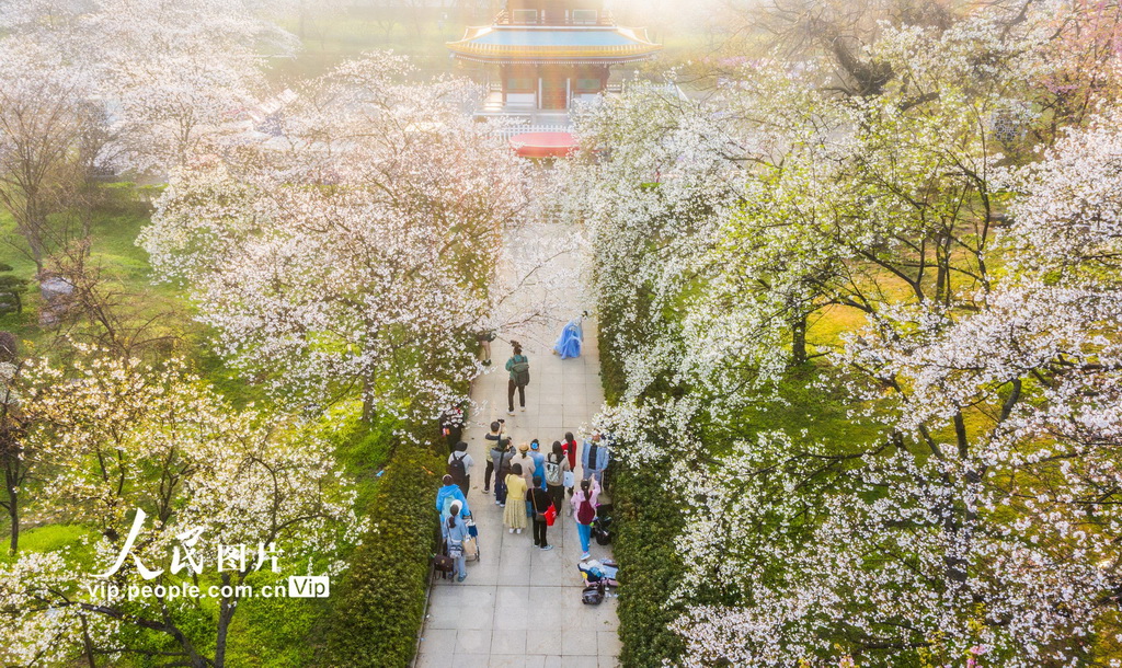満開(kāi)を迎えた東湖の桜　湖北省武漢
