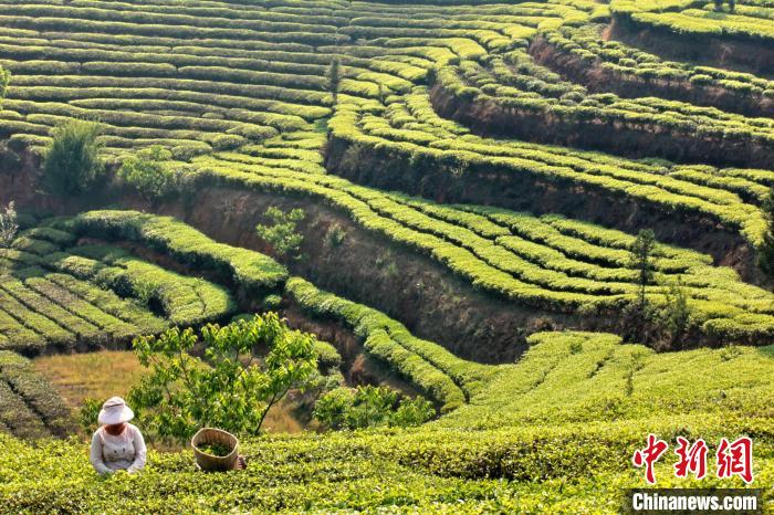 臨滄市臨翔區(qū)の博尚茶園で茶摘みをする女性（寫真提供?臨翔區(qū)メディアコンバージェンスセンター）。
