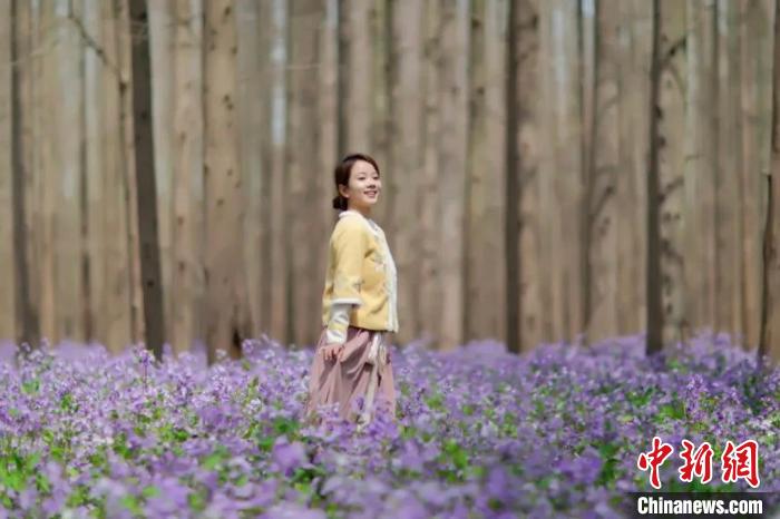 約300萬(wàn)本株の花が咲き誇る崇明花朝節(jié)（畫(huà)像?張志豪）。