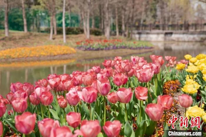 約300萬(wàn)本株の花が咲き誇る崇明花朝節(jié)（畫(huà)像?張志豪）。