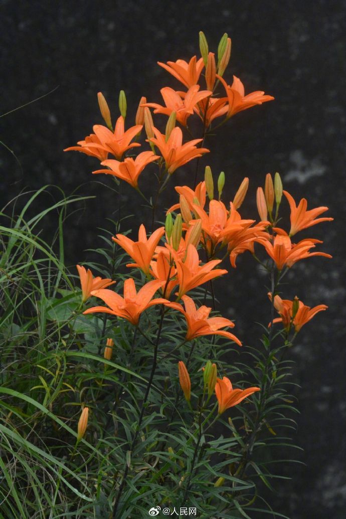 植物學者が新種のユリを発見　浙江省