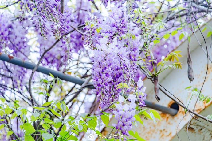 江西省では早くも藤の花が満開に