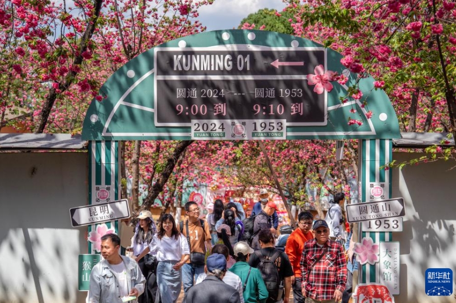 春爛漫、桜が満開に　雲(yún)南省昆明