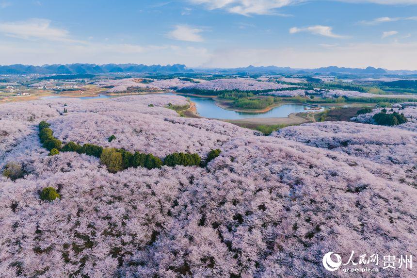 貴州で1萬ムーの桜が開花、ピンク色の花の海に