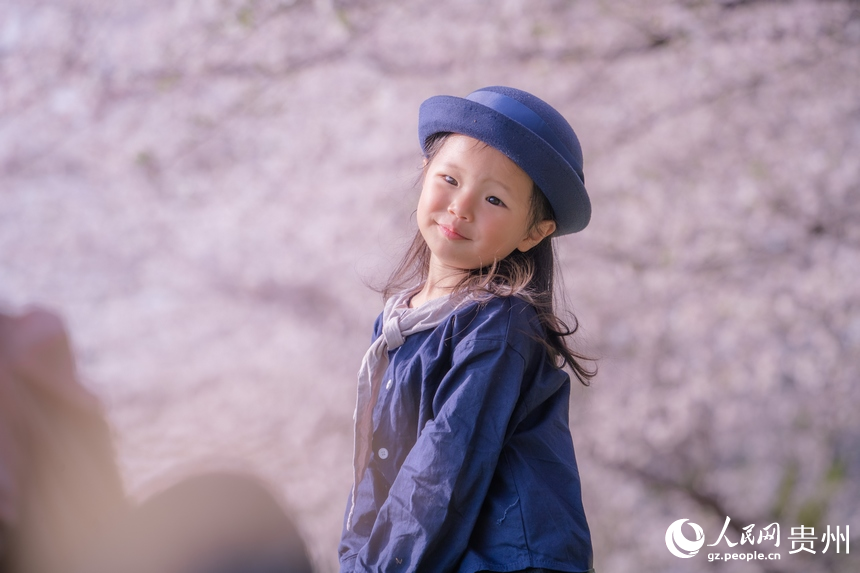 貴州で1萬(wàn)ムーの桜が開花、ピンク色の花の海に