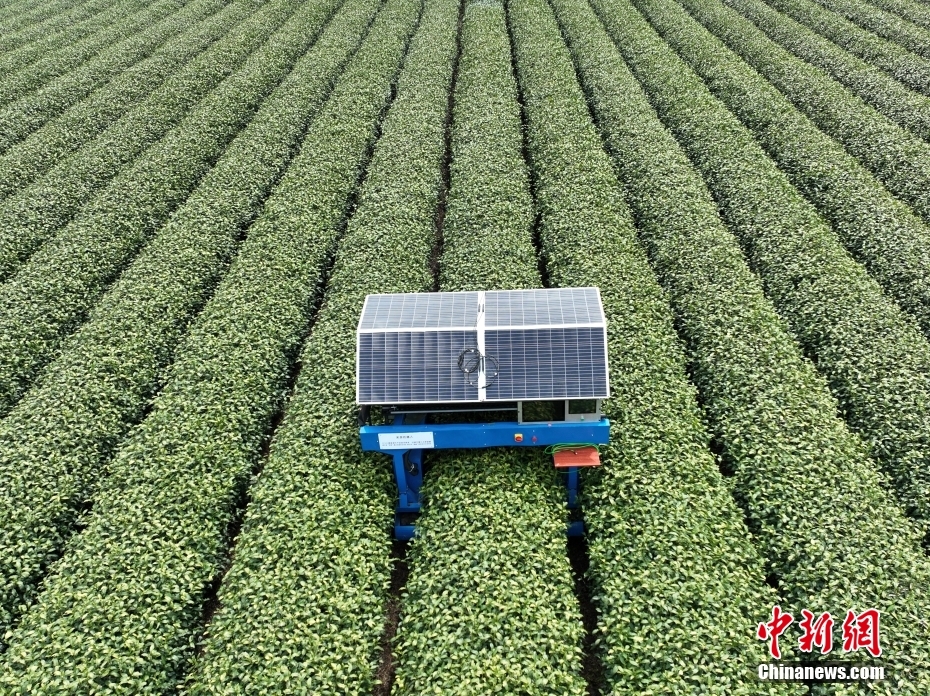 AIスマートロボが清明を前に龍井茶の茶摘み　浙江?杭州