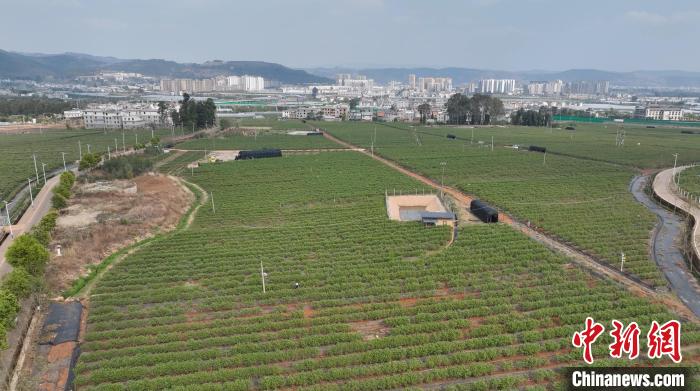 3月26日、上空から撮影した中國(guó)のブルーベリー主産地の雲(yún)南省澄江市のブルーベリー栽培拠點(diǎn)。（撮影?杜瀟瀟）