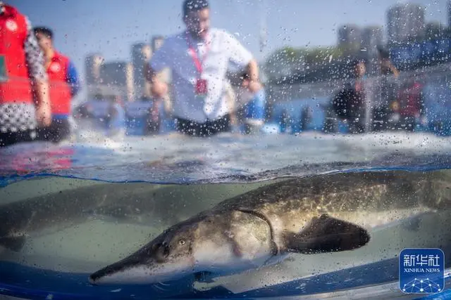 人工繁殖2世のカラチョウザメ約20萬匹を長江に放流