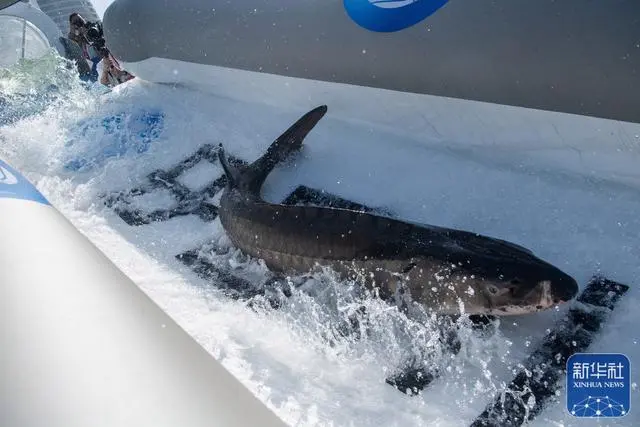 人工繁殖2世のカラチョウザメ約20萬匹を長江に放流