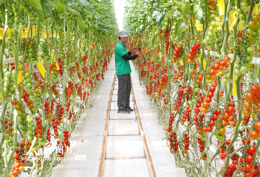 スマート農(nóng)業(yè)が農(nóng)業(yè)の効率向上と農(nóng)民の収入増加の「金の天秤棒」に