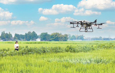 ドローンを操縦し冬小麥の保護(hù)を行う王伶俐氏。
