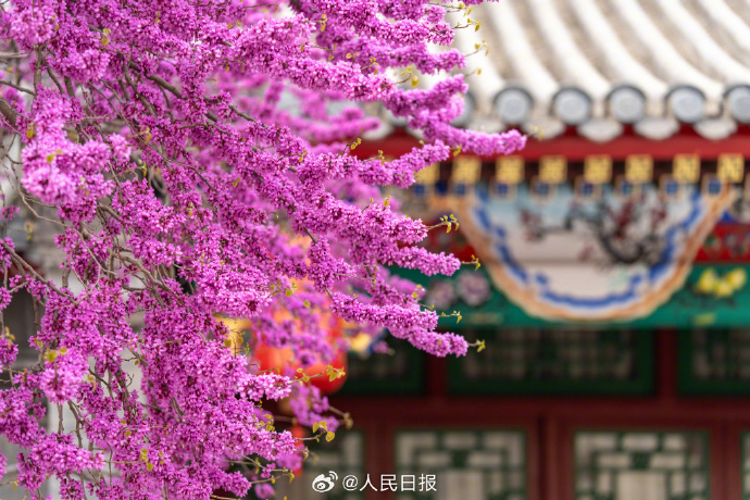 伝統(tǒng)建築に映えるハナズオウ　北京