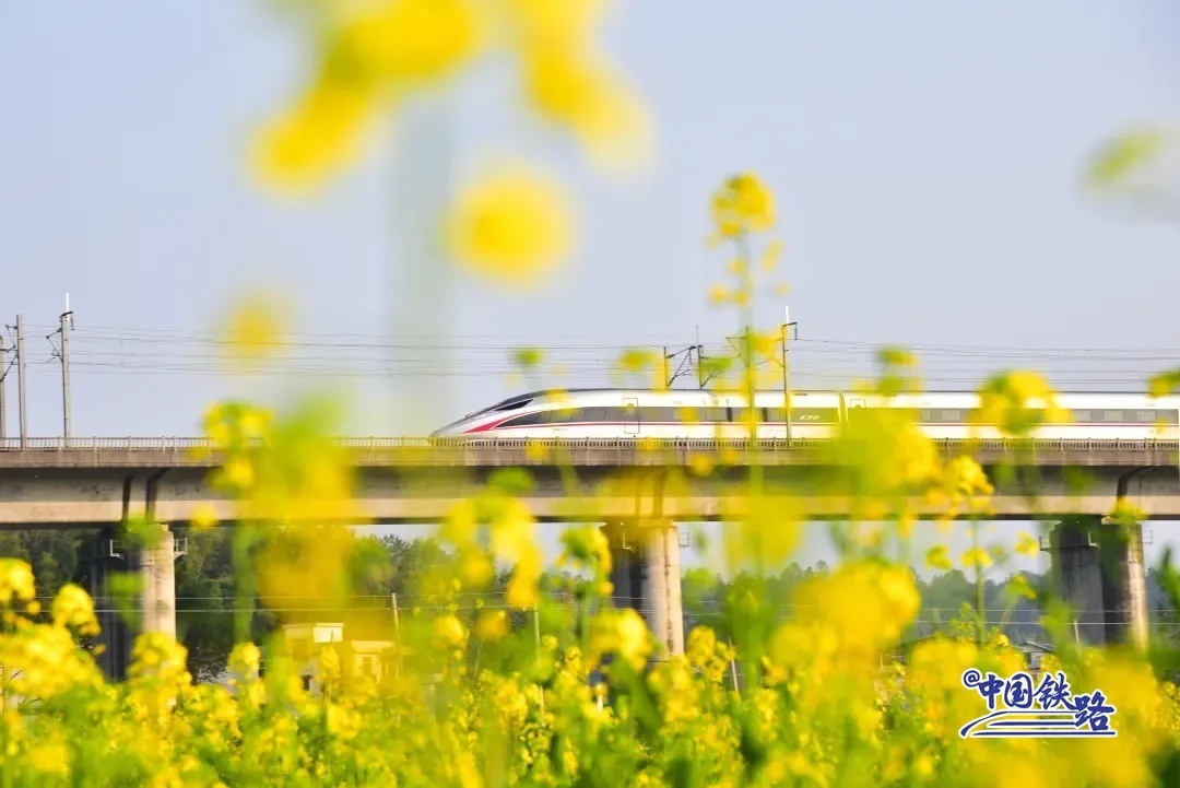 京広高速鉄道（北京-広州）の列車が南岳山の麓に広がる菜の花畑を通り過(guò)ぎる。（撮影?謝建強(qiáng)）