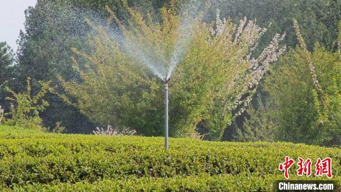 貴州石阡茶畑の遠(yuǎn)隔灌漑。撮影?田政