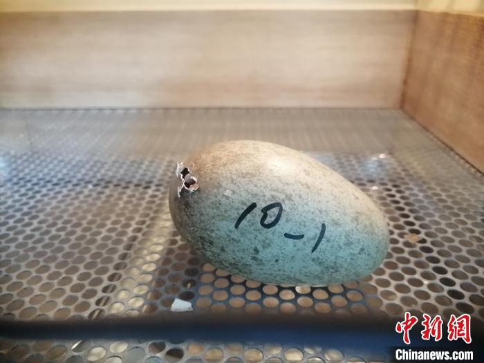 「はし打ち」が始まったトキの卵（撮影?劉義）。