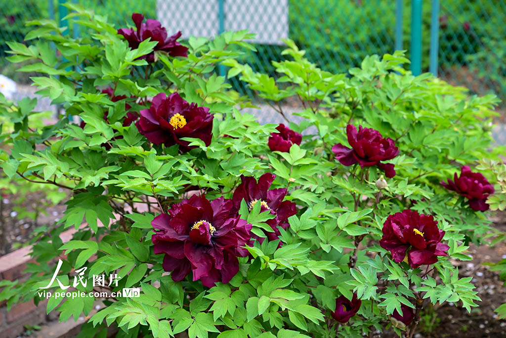 宇宙に運(yùn)ばれたボタンの種から咲いた美しい花　河南省洛陽