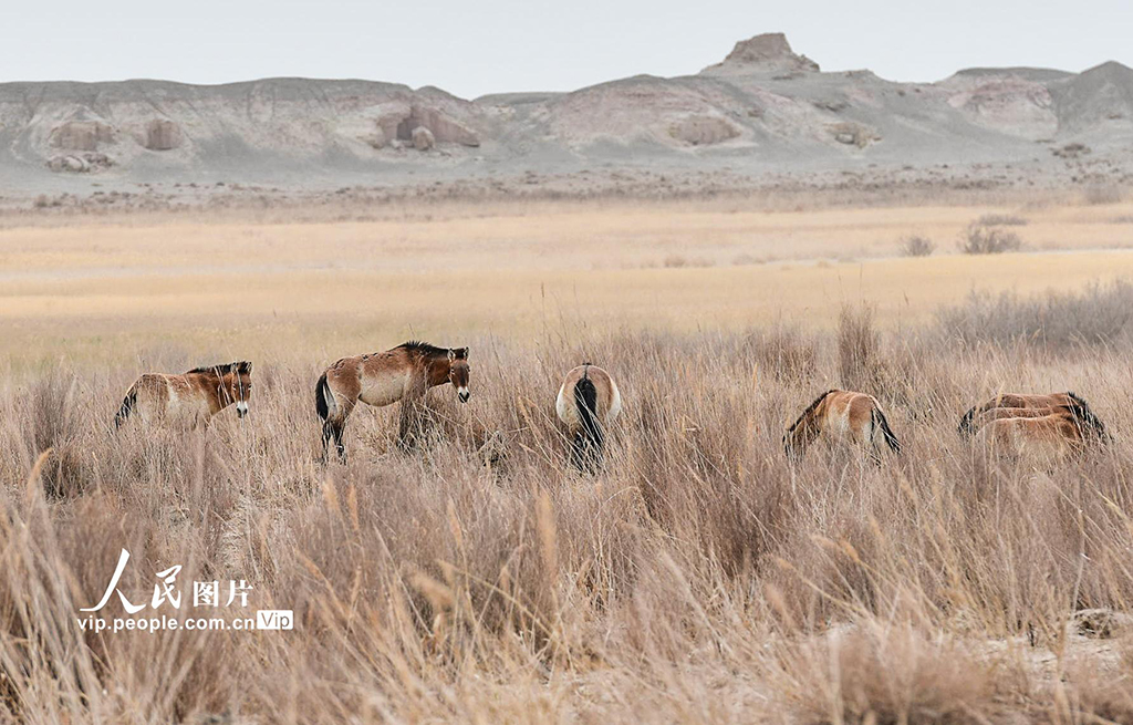 自然放牧によりモウコノウマ個體數(shù)の回復(fù)を?qū)g現(xiàn)　甘粛省敦煌