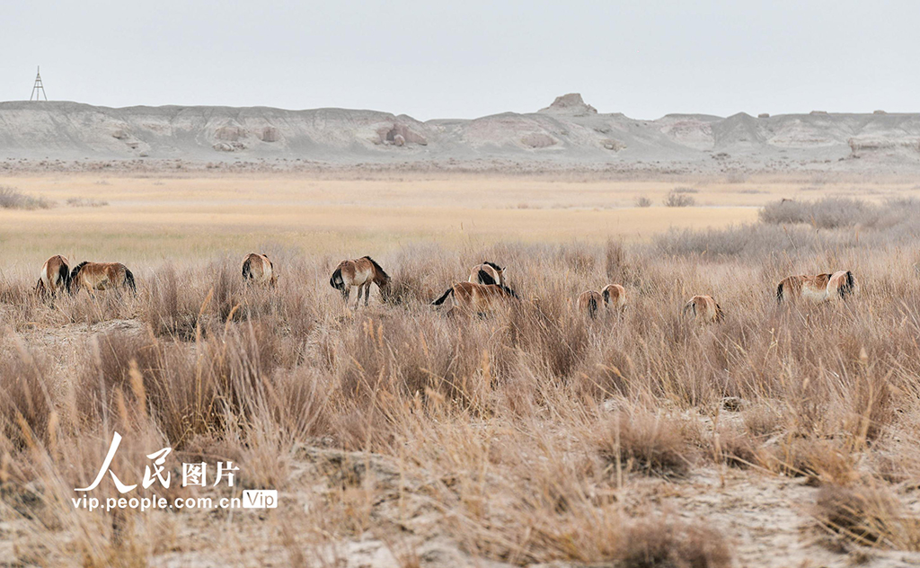 自然放牧によりモウコノウマ個(gè)體數(shù)の回復(fù)を?qū)g現(xiàn)　甘粛省敦煌