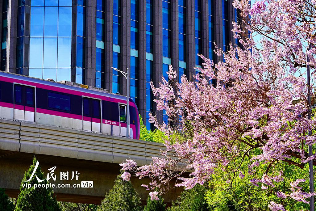 美しいキリの花が咲き亂れる「キリの花通り」　北京