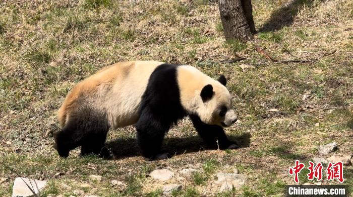 春の陽光楽しむジャイアントパンダ　陝西?仏坪