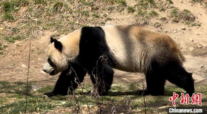 春の陽光楽しむジャイアントパンダ　陝西?仏坪
