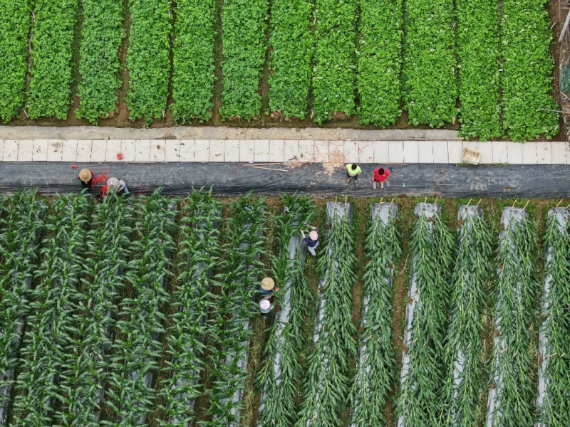 4月18日、広西壯（チワン）族自治區(qū)南寧市の畑で倒れたトウモロコシの手入れをする農(nóng)民ら。
