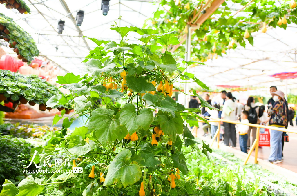 第25回中國(guó)（壽光）國(guó)際野菜科學(xué)技術(shù)博覧會(huì)が開(kāi)幕　山東省