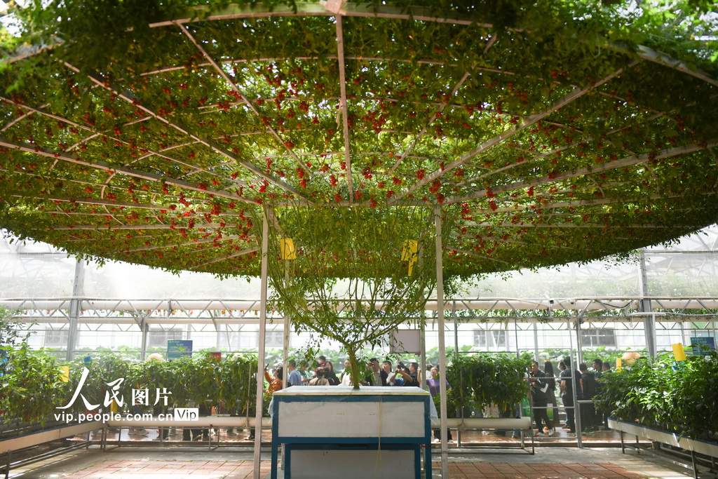 第25回中國（壽光）國際野菜科學(xué)技術(shù)博覧會(huì)が開幕　山東省