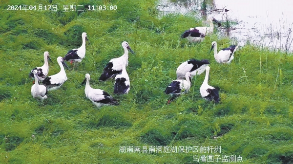 4月17日、湖南省南県舵桿洲遺跡エリアで餌を探すコウノトリの群れ（監(jiān)視カメラの映像のスクリーンショット）。