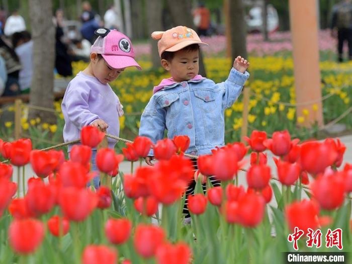 チューリップ50萬本が満開迎えた長春公園　吉林省