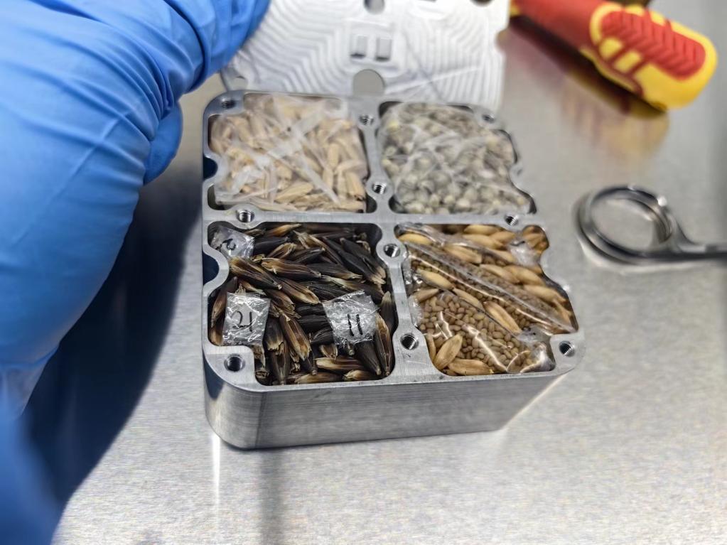 「神舟17號」が持ち帰った「中天シリーズ」ムラサキウマゴヤシやエンバクなどの遺伝材料。（畫像出典：中國農(nóng)業(yè)科學(xué)院）