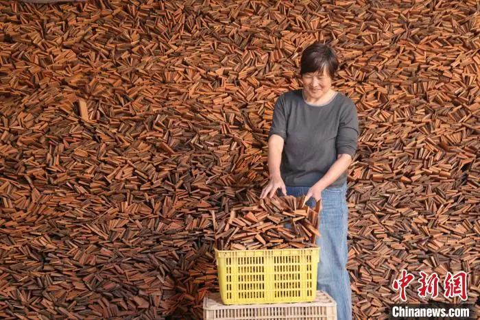 櫛を作る材料となる木片を運ぶ女性（撮影?許伝寶）。